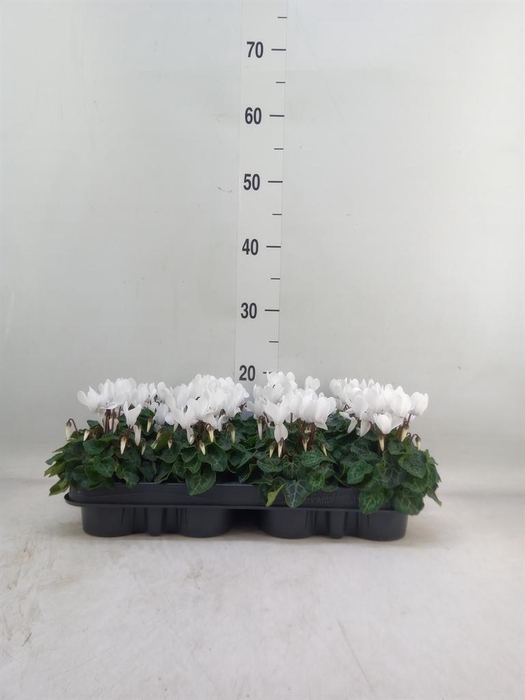 <h4>Cyclamen KL 'Verano'</h4>