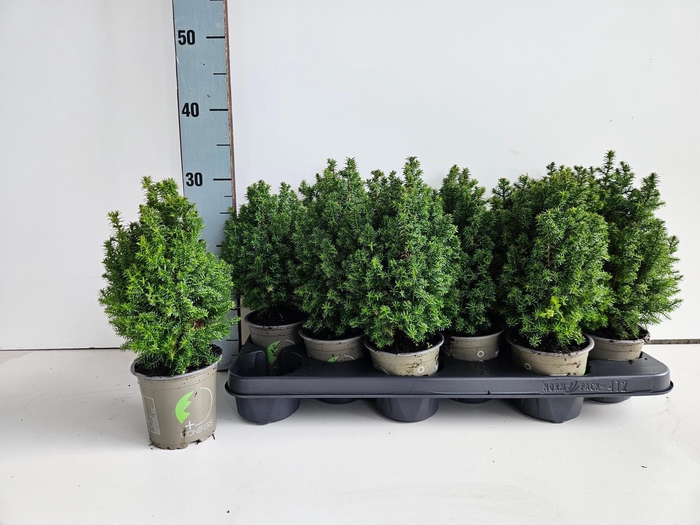 <h4>CHAM TH TOP POINT</h4>