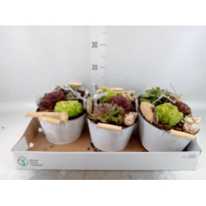 Arr. Sempervivum L%