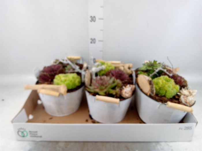 <h4>Arr. Sempervivum L%</h4>