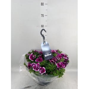 Petunia  'Surfinia'   ...