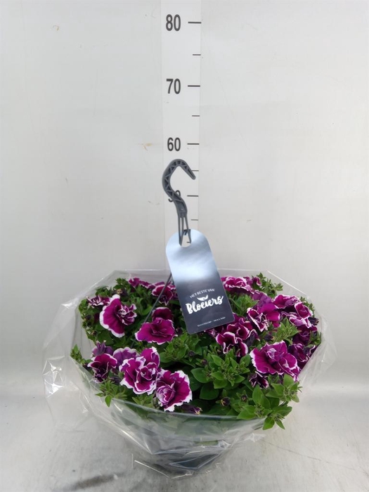 <h4>Petunia  'Surfinia'   ...</h4>