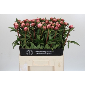 Paeonia Sarah Bernhardt