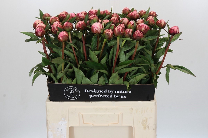 <h4>Paeonia Sarah Bernhardt</h4>