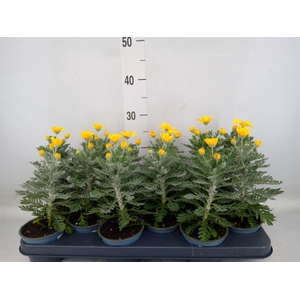 Euryops  'Silver Star'