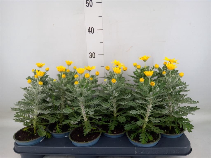 <h4>Euryops  'Silver Star'</h4>