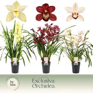 Cymbidium, Mix 4-spike P14 'Exclusiva Orchidea'