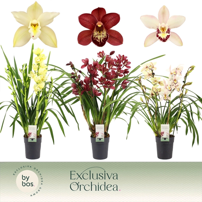 <h4>Cymbidium, Mix 4-spike P14 'Exclusiva Orchidea'</h4>