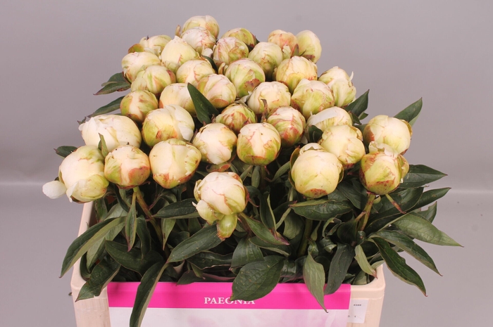 <h4>Paeonia Fringed Ivory | Heavy Quality</h4>