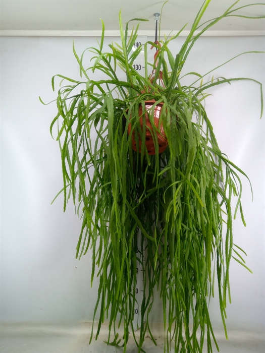 <h4>Rhipsalis   ...</h4>