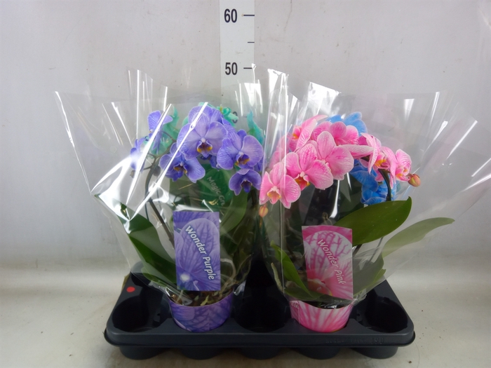 <h4>Phalaenopsis   ...</h4>