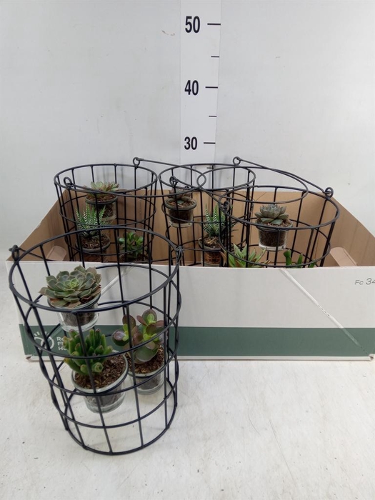 <h4>Arr.  Succulents L%</h4>