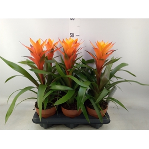 Guzmania  'Variada'