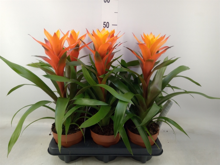 <h4>Guzmania  'Variada'</h4>