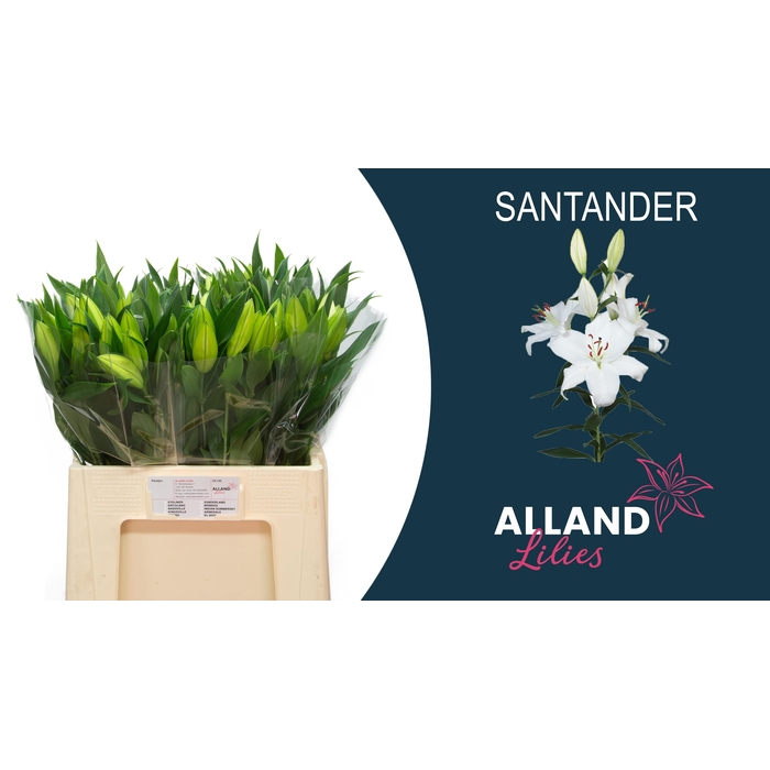 <h4>Li Or Santander</h4>