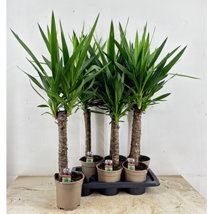 YUCCA