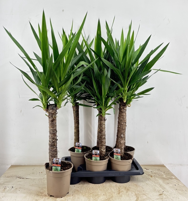 <h4>YUCCA</h4>