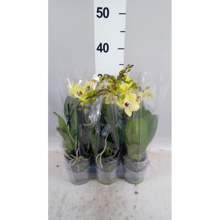 <h4>Phalaenopsis multi.   ...</h4>
