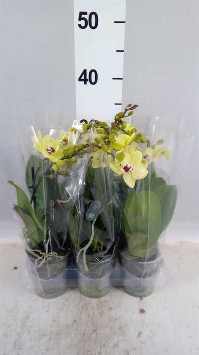 Phalaenopsis multi.   ...