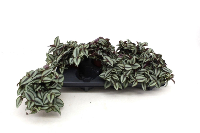 <h4>Trad Zebrina Purpusii</h4>