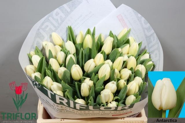 <h4>TU EN ANTARCTICA</h4>