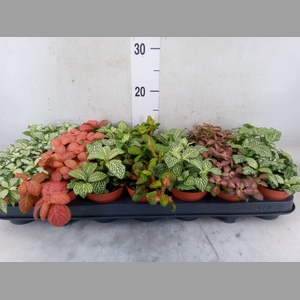 Fittonia   ...mix 7