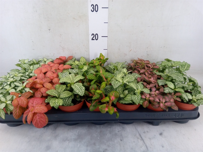 <h4>Fittonia   ...mix 7</h4>