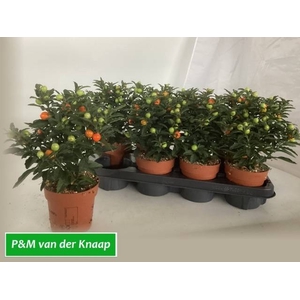 SOLAN PSEUDOCAPSIC