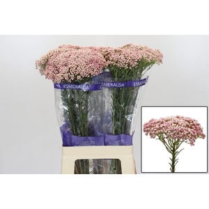 OZOTH COOKS TALL PIN