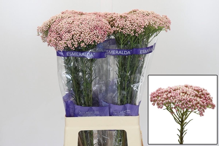 <h4>OZOTH COOKS TALL PIN</h4>