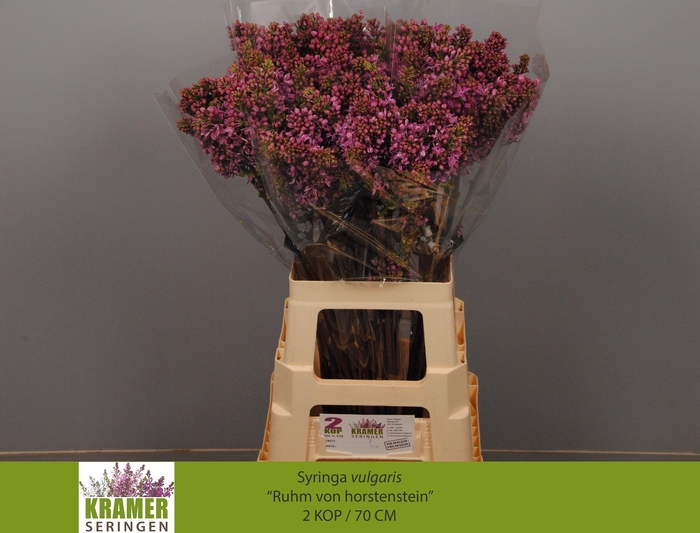 <h4>SYR V R V HORSTENST</h4>