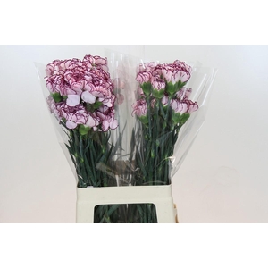 Dianthus St Purple Damascus