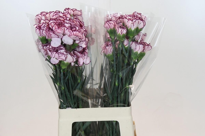 <h4>Dianthus St Purple Damascus</h4>