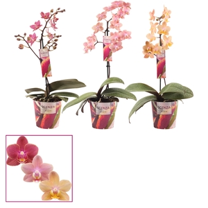 Phalaenopsis perfíum 1 tak mix (Scenza)