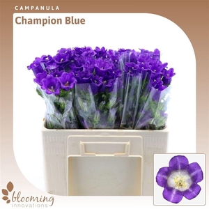 Campanula Champion Blue