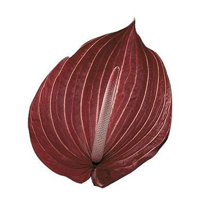 <h4>Anth A Safari</h4>