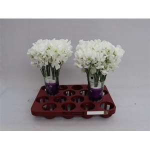 Lathyr Wi Suns White