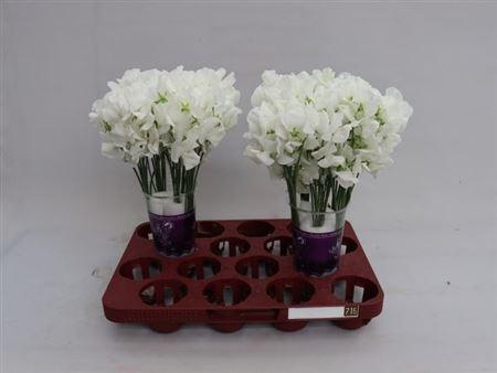 <h4>Lathyr Wi Suns White</h4>