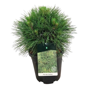Pinus nigra 'Spielberg'