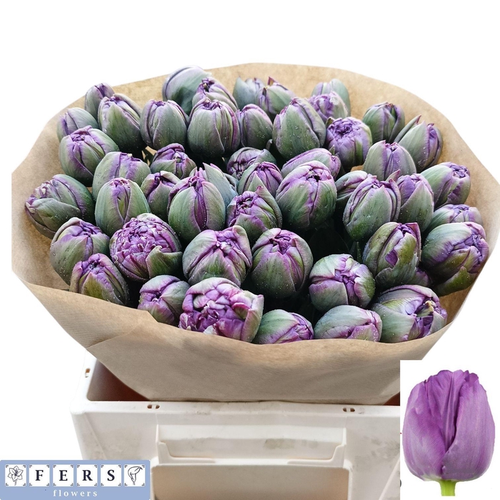 <h4>TU DU BRAGA</h4>