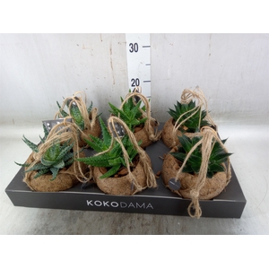 Aloe   ...mix