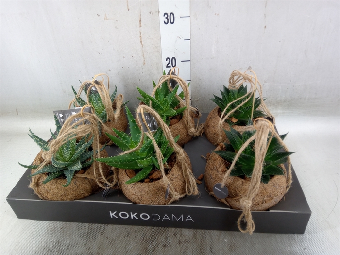 <h4>Aloe   ...mix</h4>