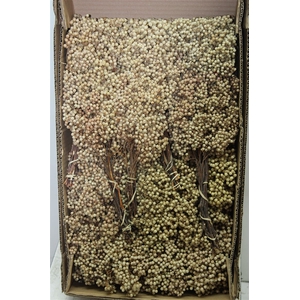 Dried Pepperberries Bleach