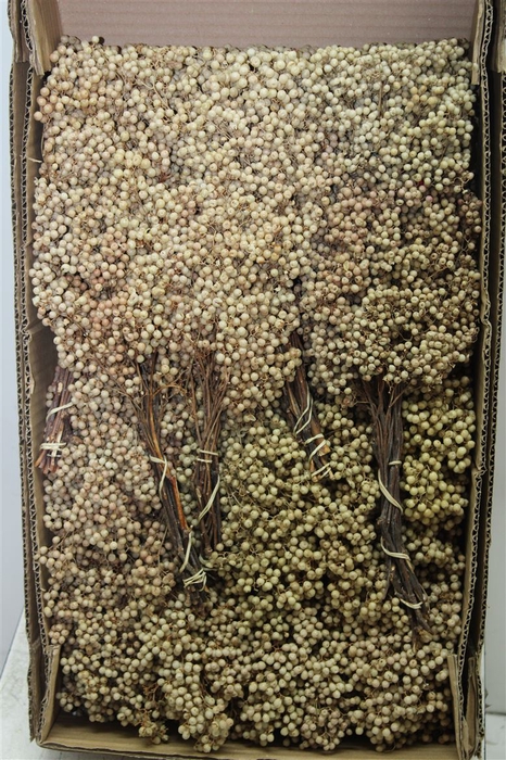 <h4>Dried Pepperberries Bleach</h4>