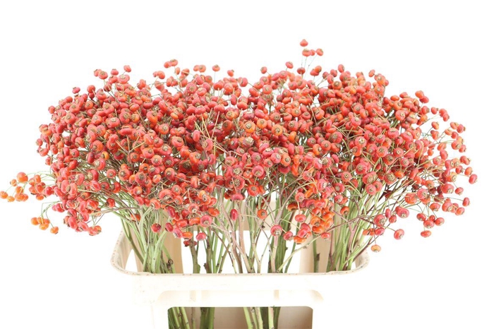 <h4>Rosa Magical Fantasy 80cm</h4>