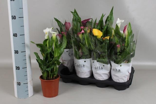 <h4>ZANT GEM 4 KL</h4>