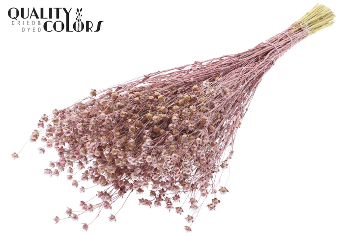 <h4>Droogbloemen   ...bewerkt H%</h4>