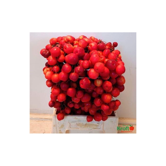 <h4>Malusappel Red Sentinel</h4>