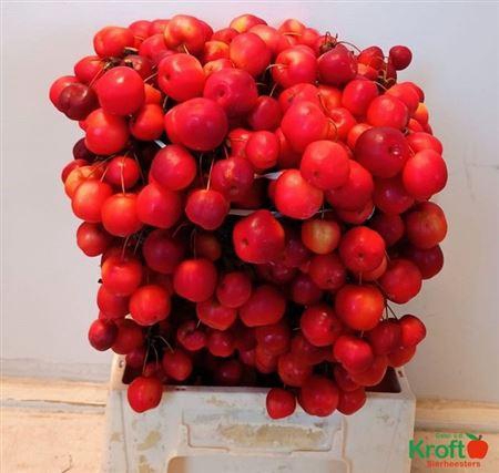 Malusappel Red Sentinel