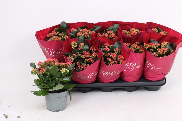 <h4>KAL GE RF NOELLE</h4>